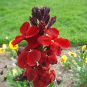 Cheiranthus cheirii 'Goliath'